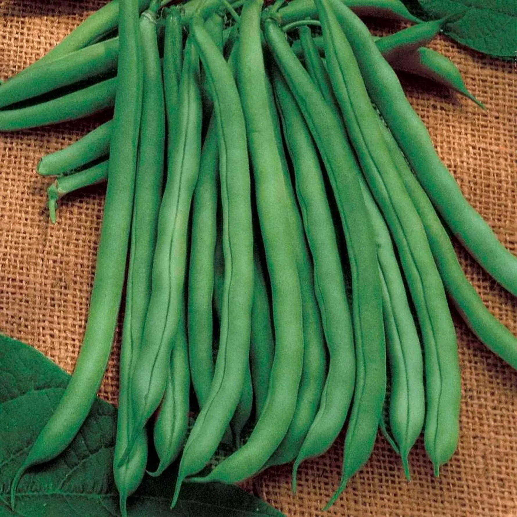 Heirloom non GMO Algarve climbing bean seeds for home gardening