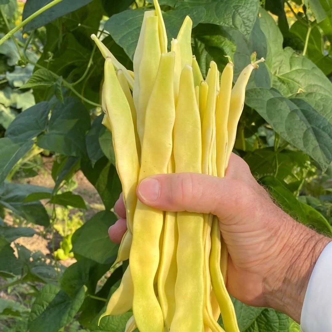 Algarve pole bean seeds heirloom variety for gardening