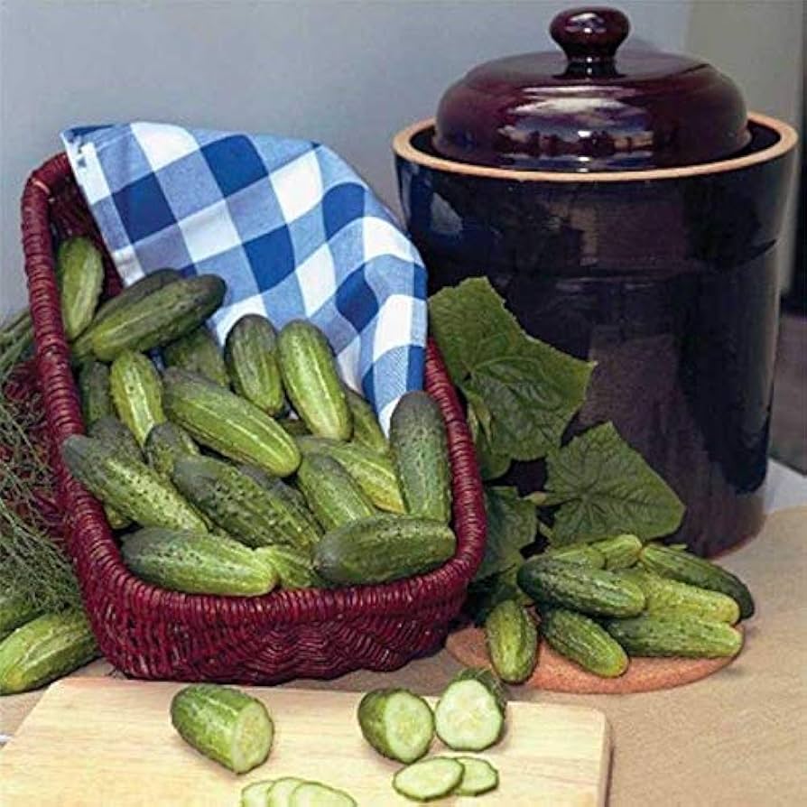 Heirloom non GMO cucumber seeds for warm season planting