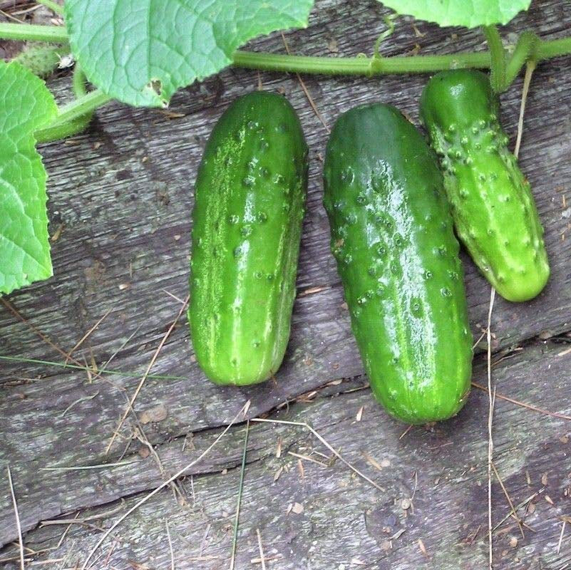 Heirloom non GMO Alibi cucumber seeds for home garden