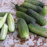 Alibi cucumber seeds high germination heirloom non GMO