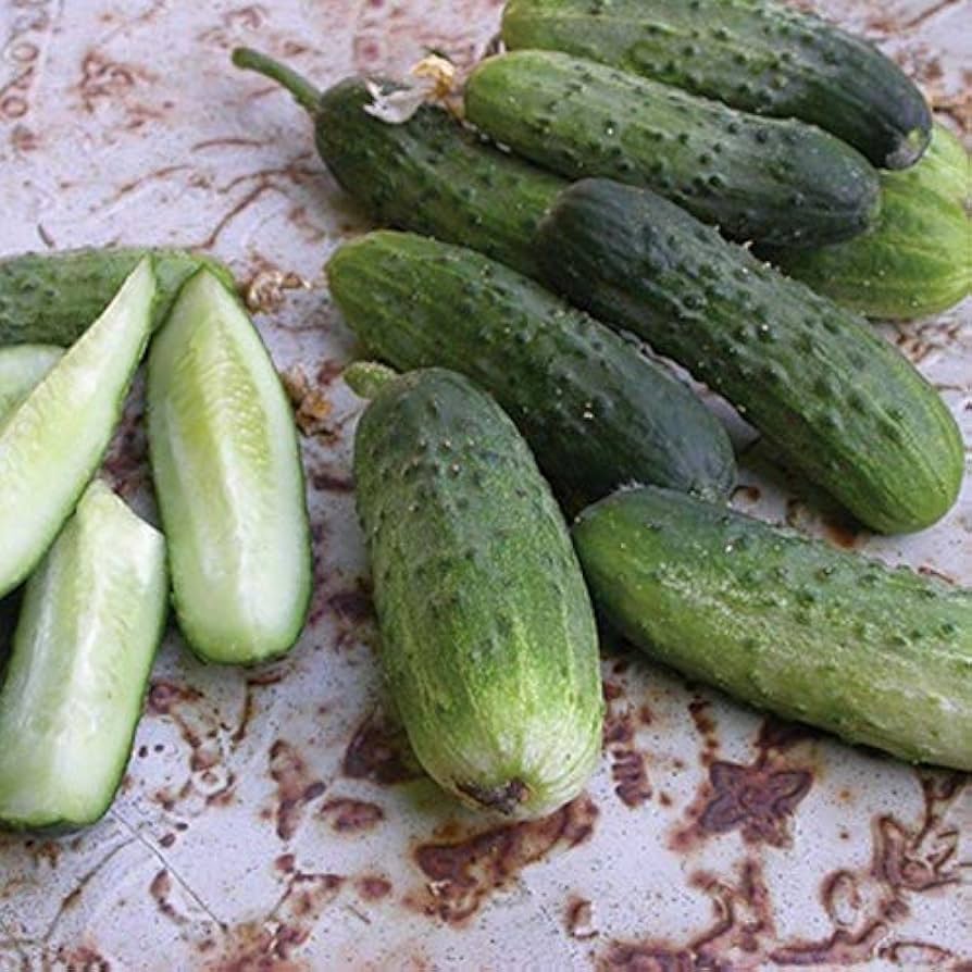 Alibi cucumber seeds high germination heirloom non GMO