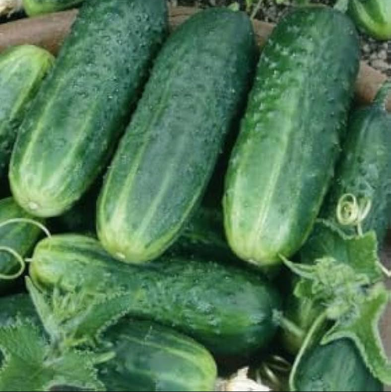 Uniform fruit production cucumber seeds for pickling