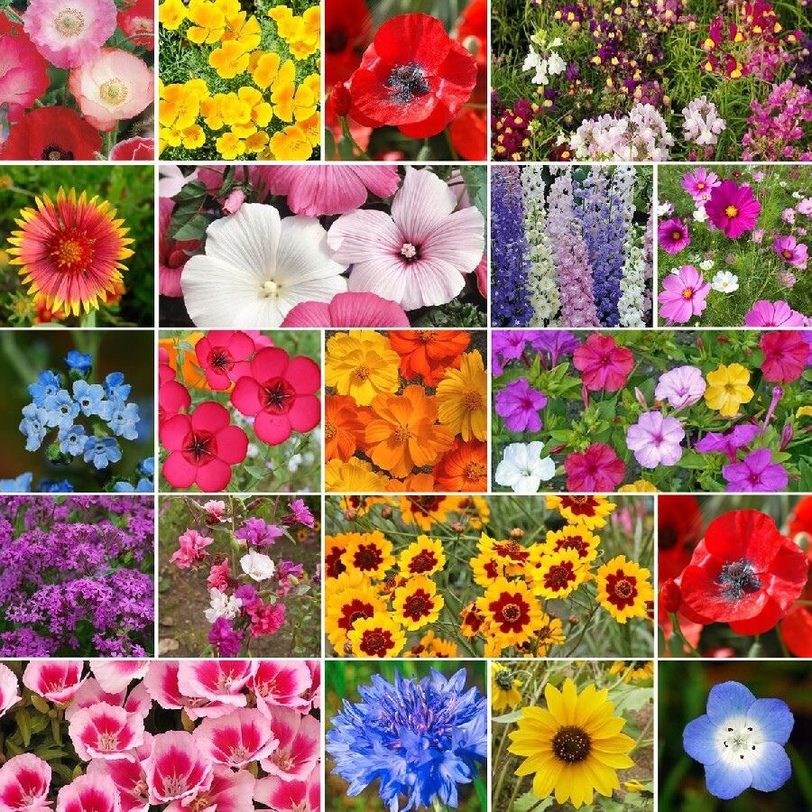 flowers high quality flower seeds for growing vibrant and colorful blooms in home gardens and landscapes organic flowers premium organic flower seeds for sustainable gardening and beautiful blossoms suitable for all climates