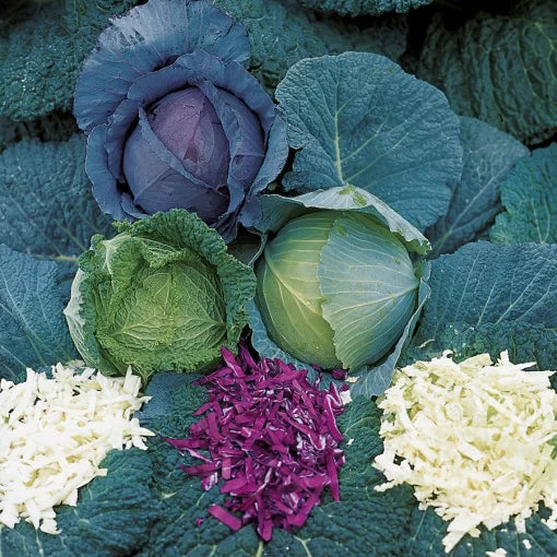All-Purpose Blend Cabbage Seeds organic high germination heirloom non GMO