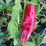 Growing Allepo peppers in home garden