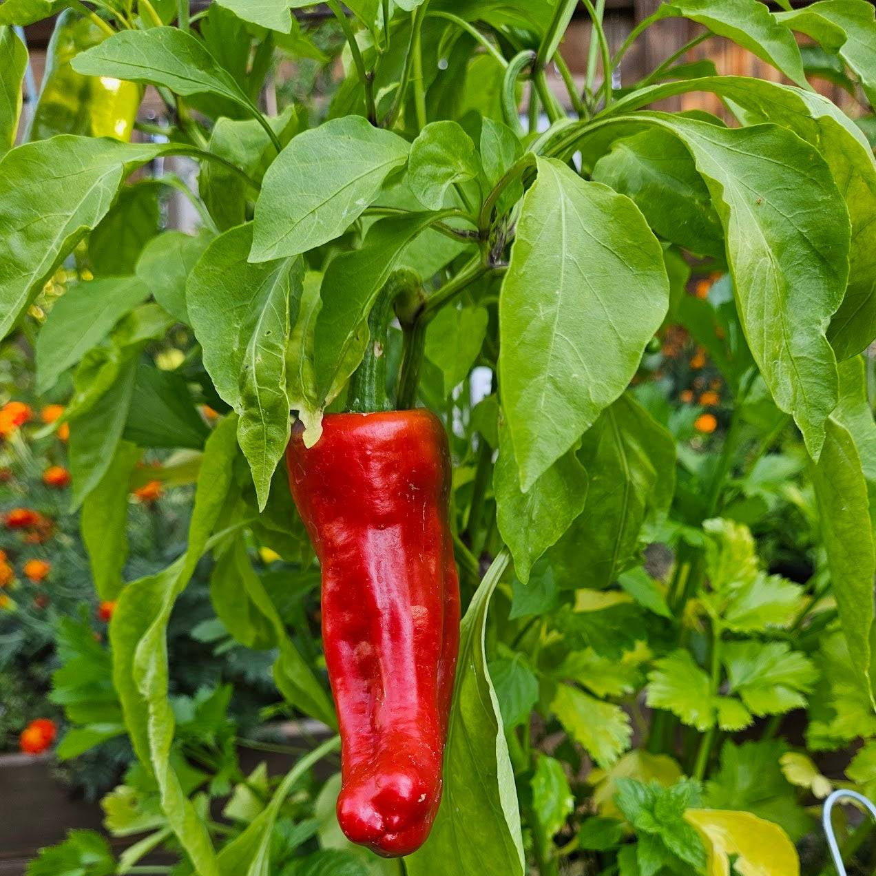 Allepo pepper plants growing hot pepper gardening