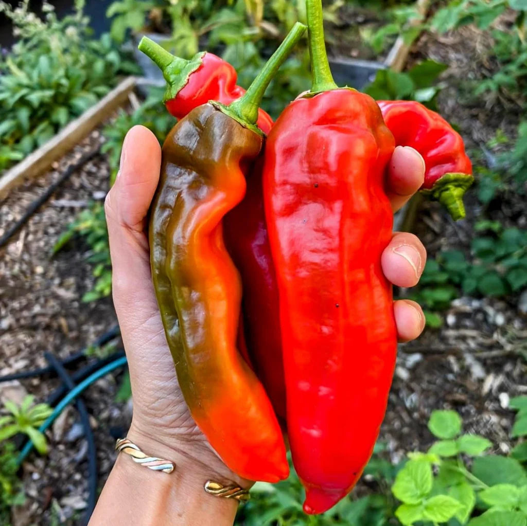 High heat Allepo pepper seeds non gmo