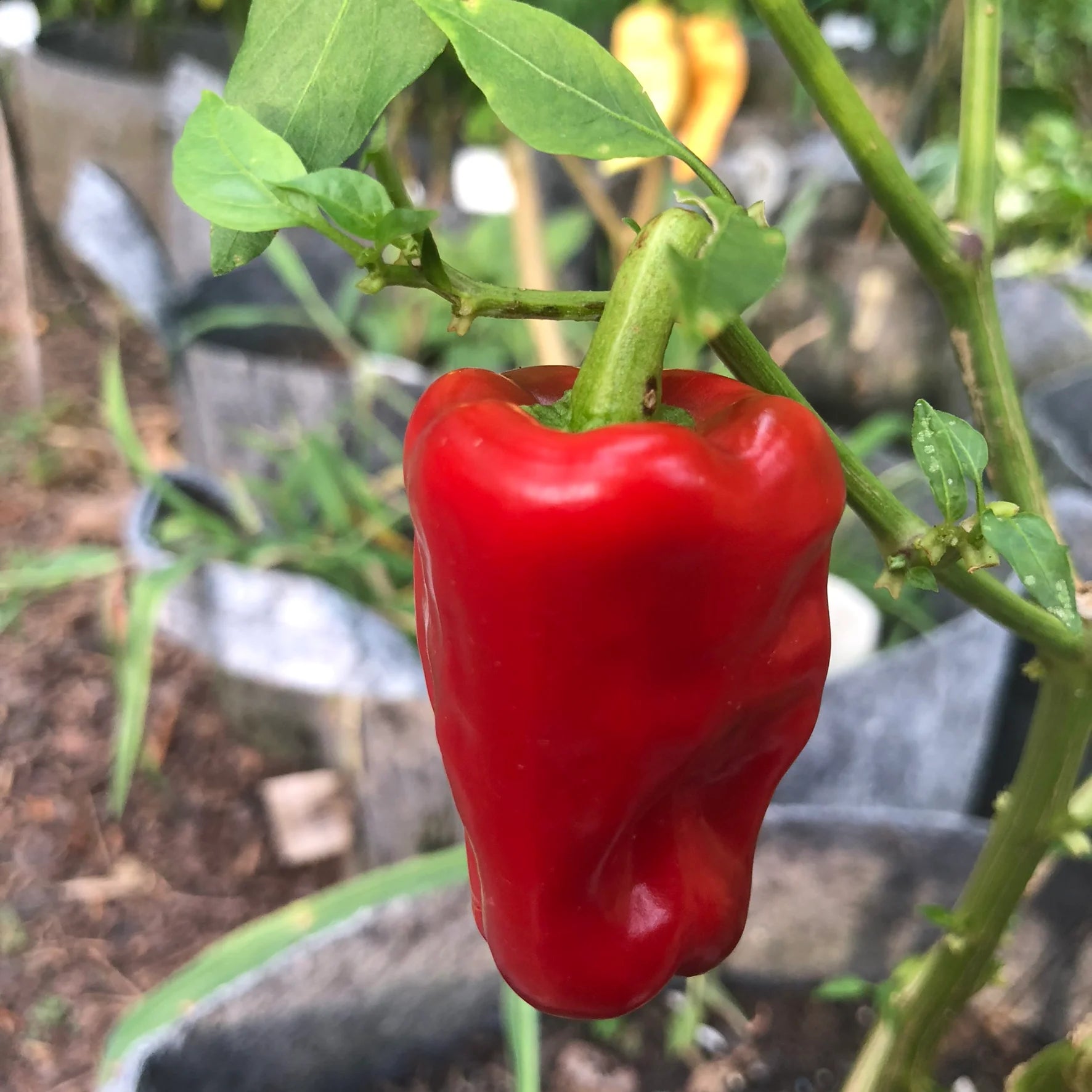 Allepo pepper seedlings germination guide