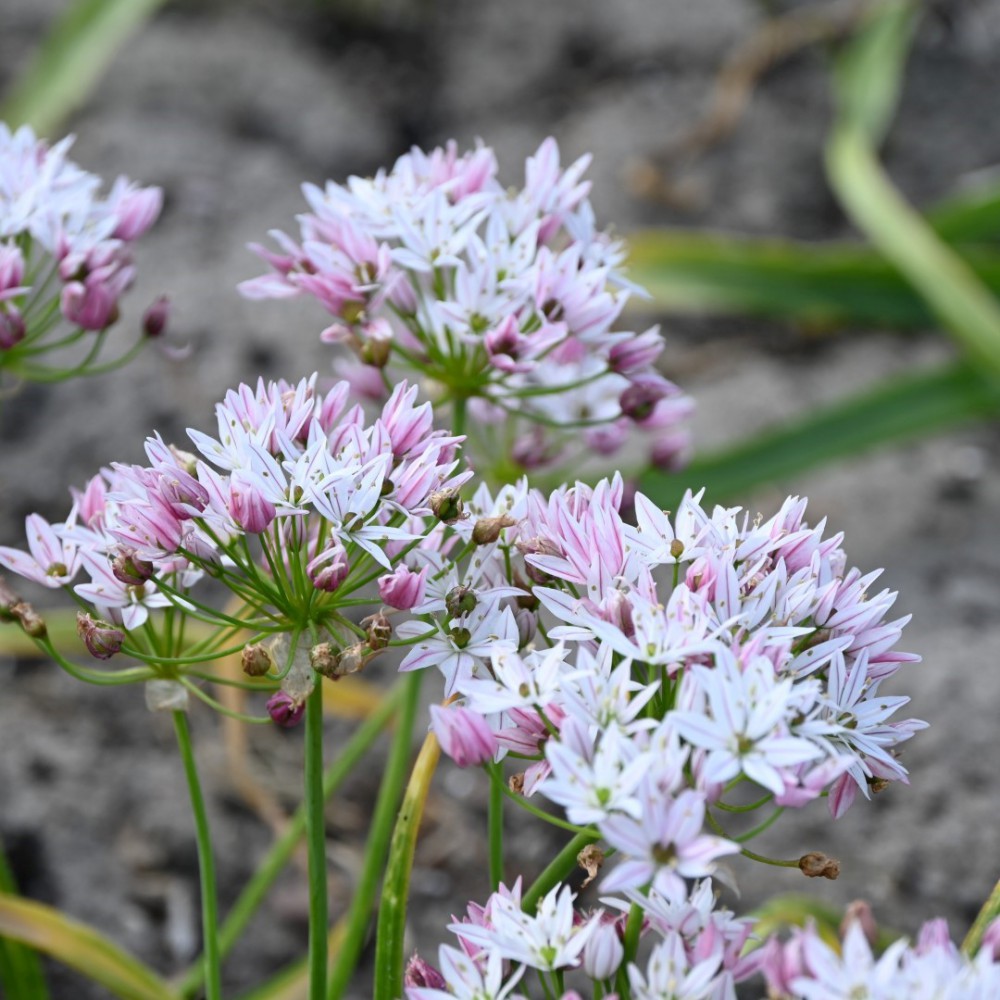 Allium Bulbs - Cameleon