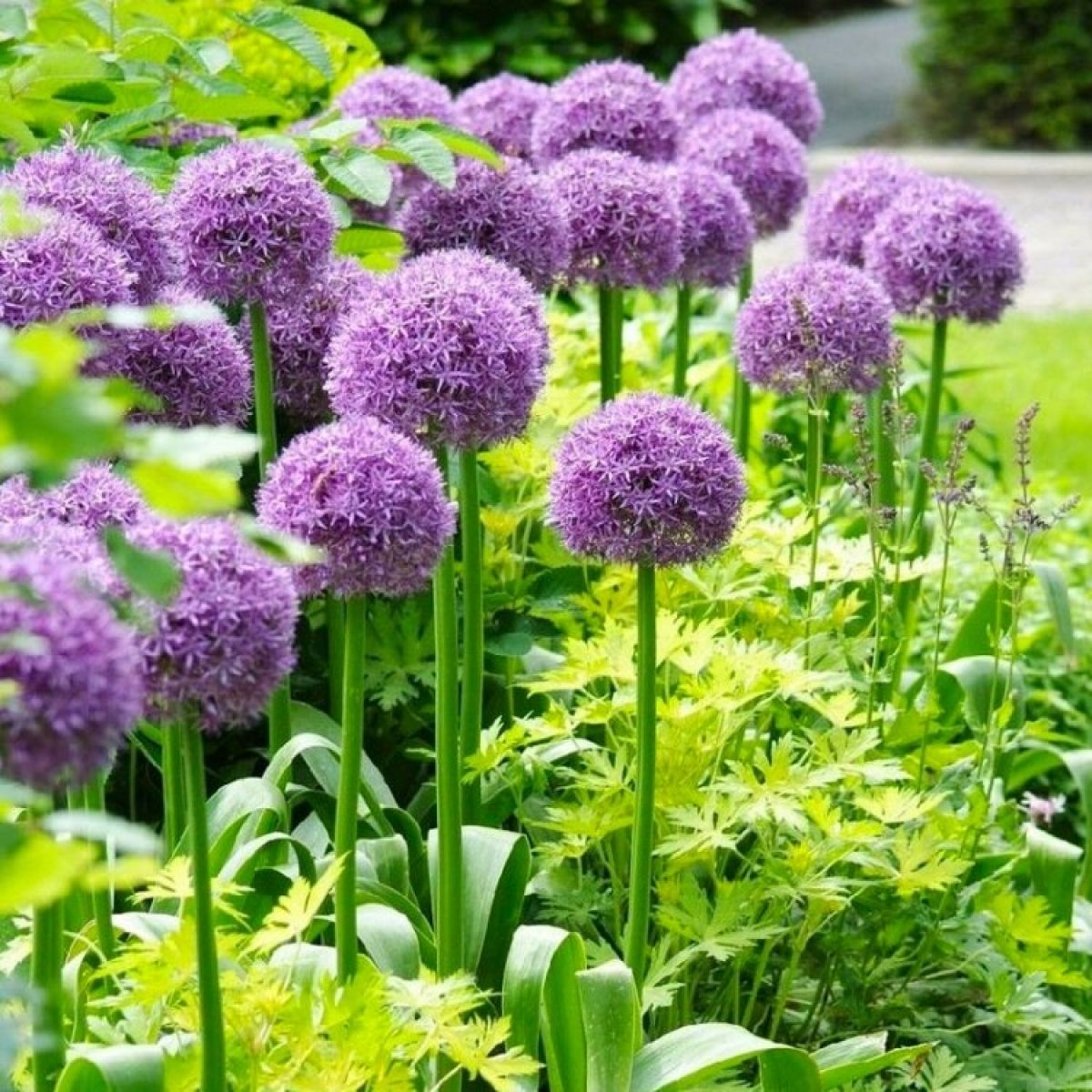 Allium Bulbs (Giant) - Globemaster