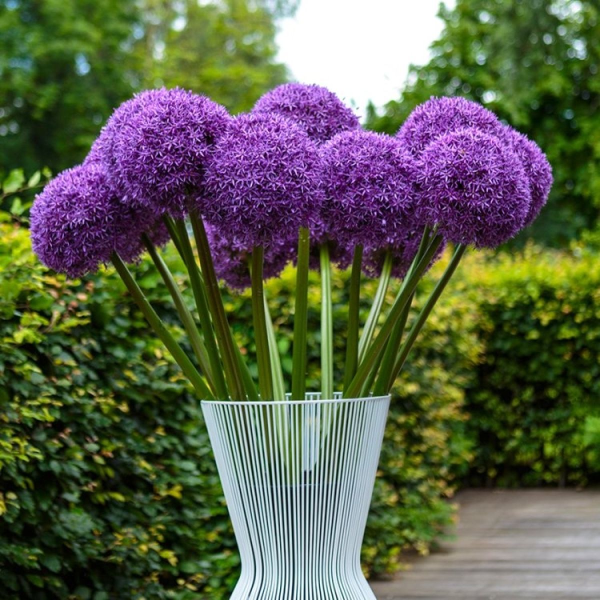 Allium Bulbs (Giant) - Globemaster