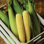 Allure bicolor sweet corn seeds organic non GMO high germination
