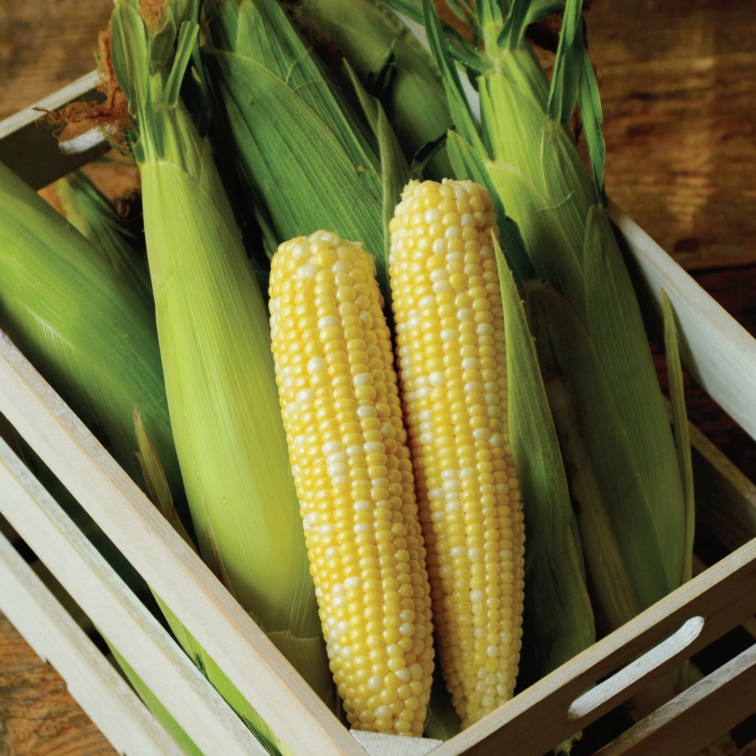 Allure bicolor sweet corn seeds organic non GMO high germination