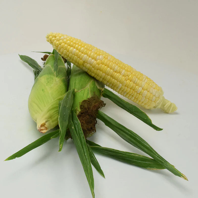 Heirloom sweet corn seeds high germination for home garden