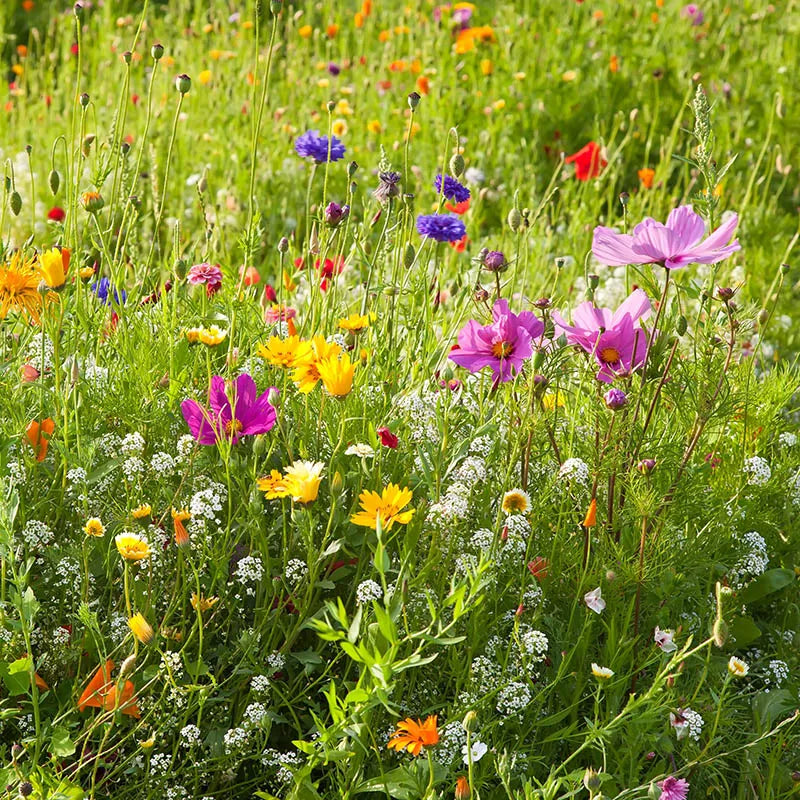 Kansas Wildflower Seed Mix