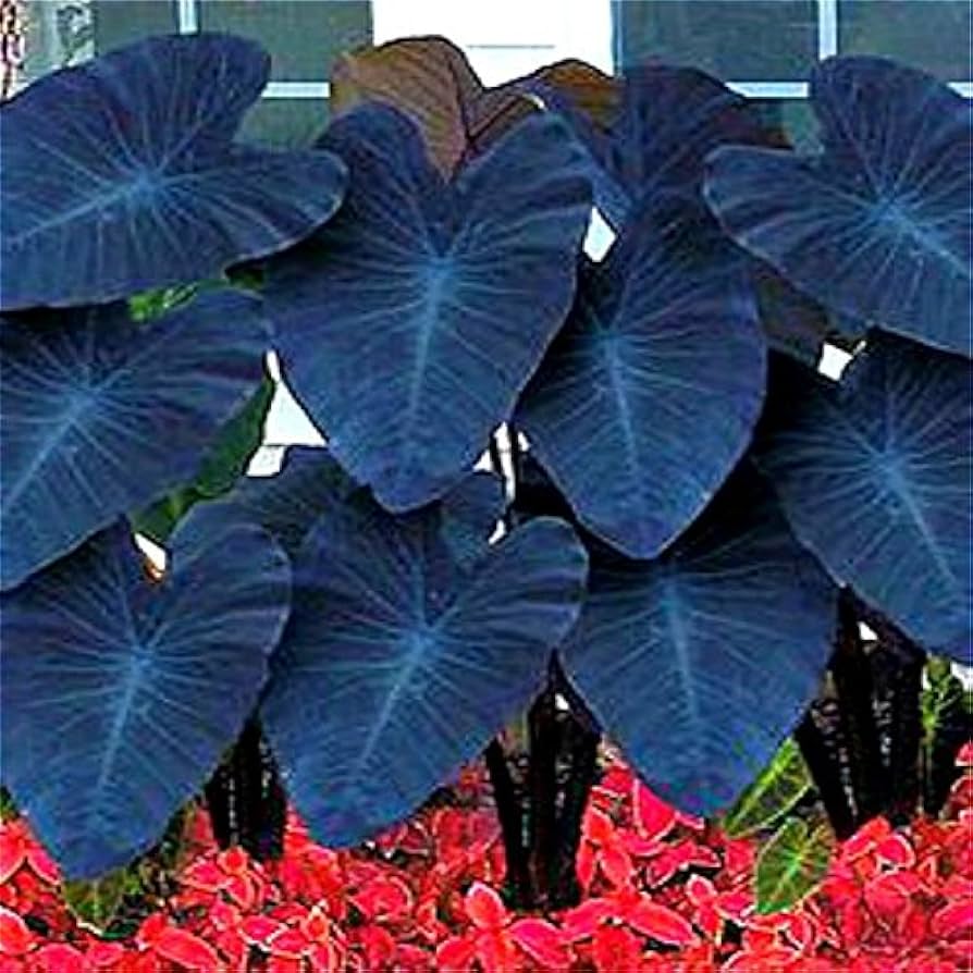 Alocasia Alocasia Macrorrhiza Blue Plant Seeds for Planting – Striking Foliage for Indoor Containers and Garden Borders - Dharaseeds