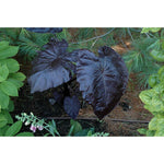 Alocasia Alocasia Macrorrhiza Blue Plant Seeds for Planting – Striking Foliage for Indoor Containers and Garden Borders - Dharaseeds