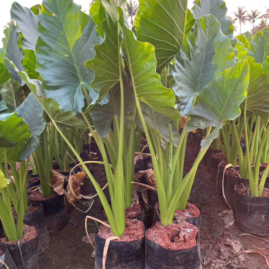 Alocasia Macrorrhiza seeds for planting tropical plant growth