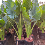 Alocasia Macrorrhiza seeds for planting tropical plant growth