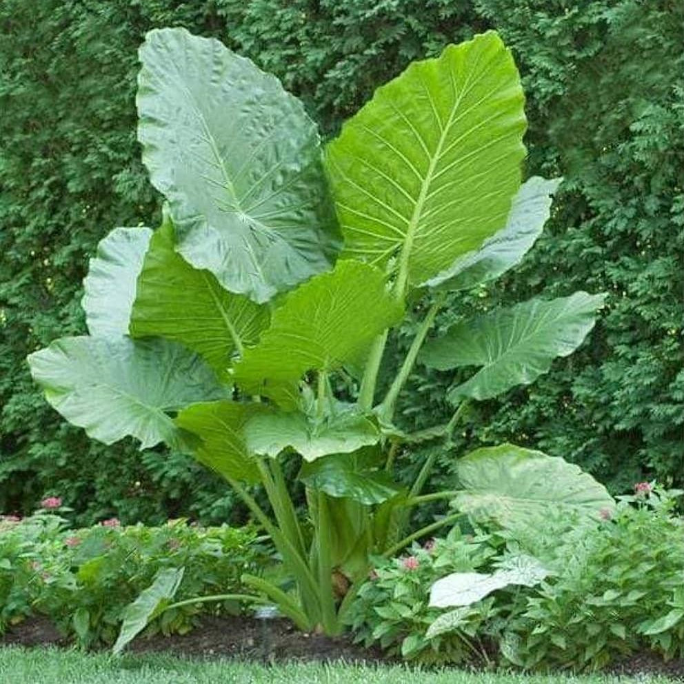 Alocasia seeds large leaf planting variety for home gardens