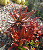 Red Aloe plant growing in container garden