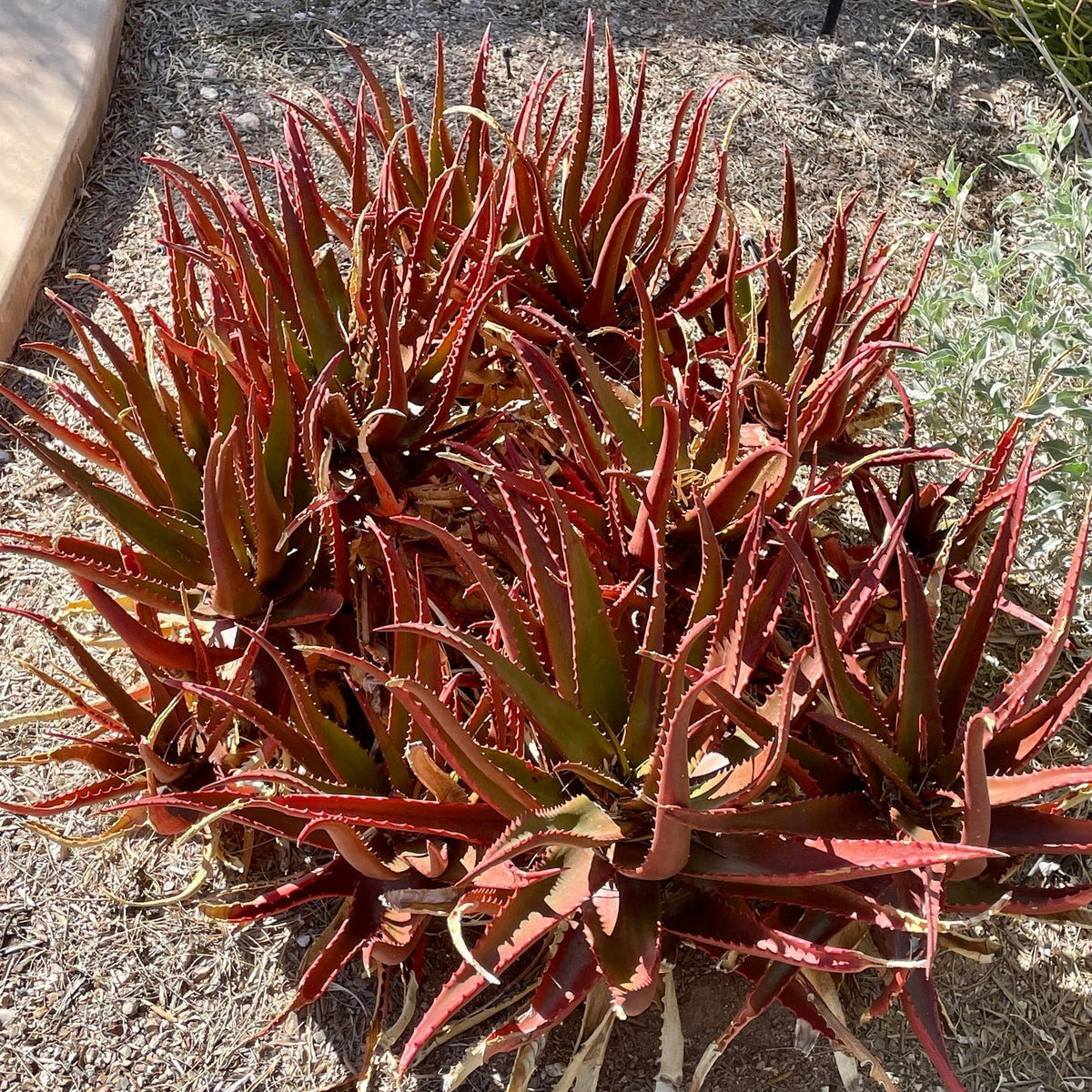 Aloe Cameronii seeds germination in seed tray
