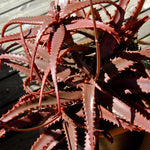 Aloe Cameronii seeds for planting red aloe plant