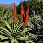 Mountain Aloe plant growing in large pot