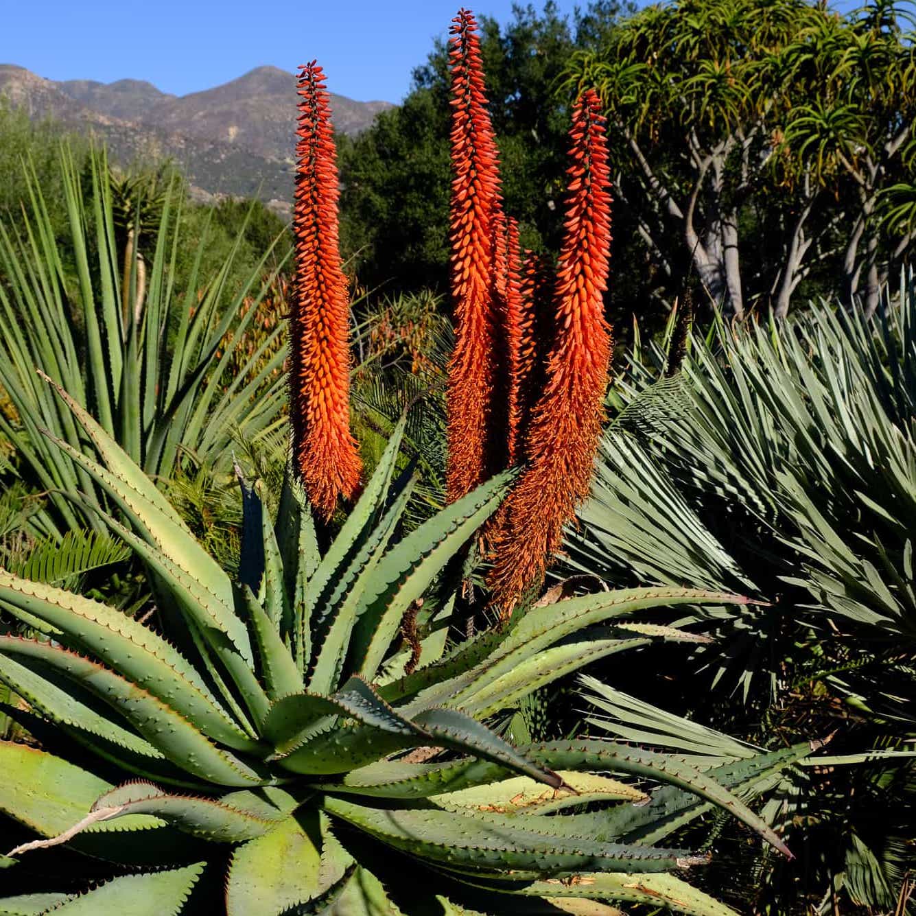 Mountain Aloe plant growing in large pot