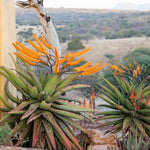 Aloe Marlothii mature plant in landscape garden