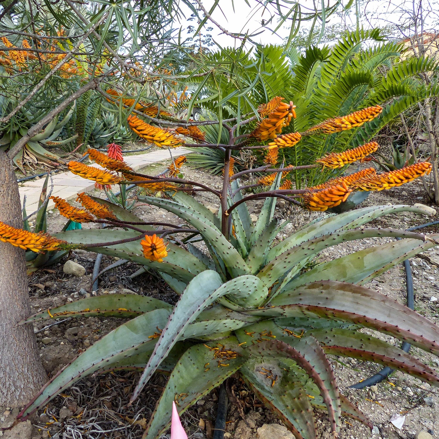 Aloe Marlothii seeds germination in tray