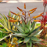 Aloe Marlothii seeds for planting mountain aloe