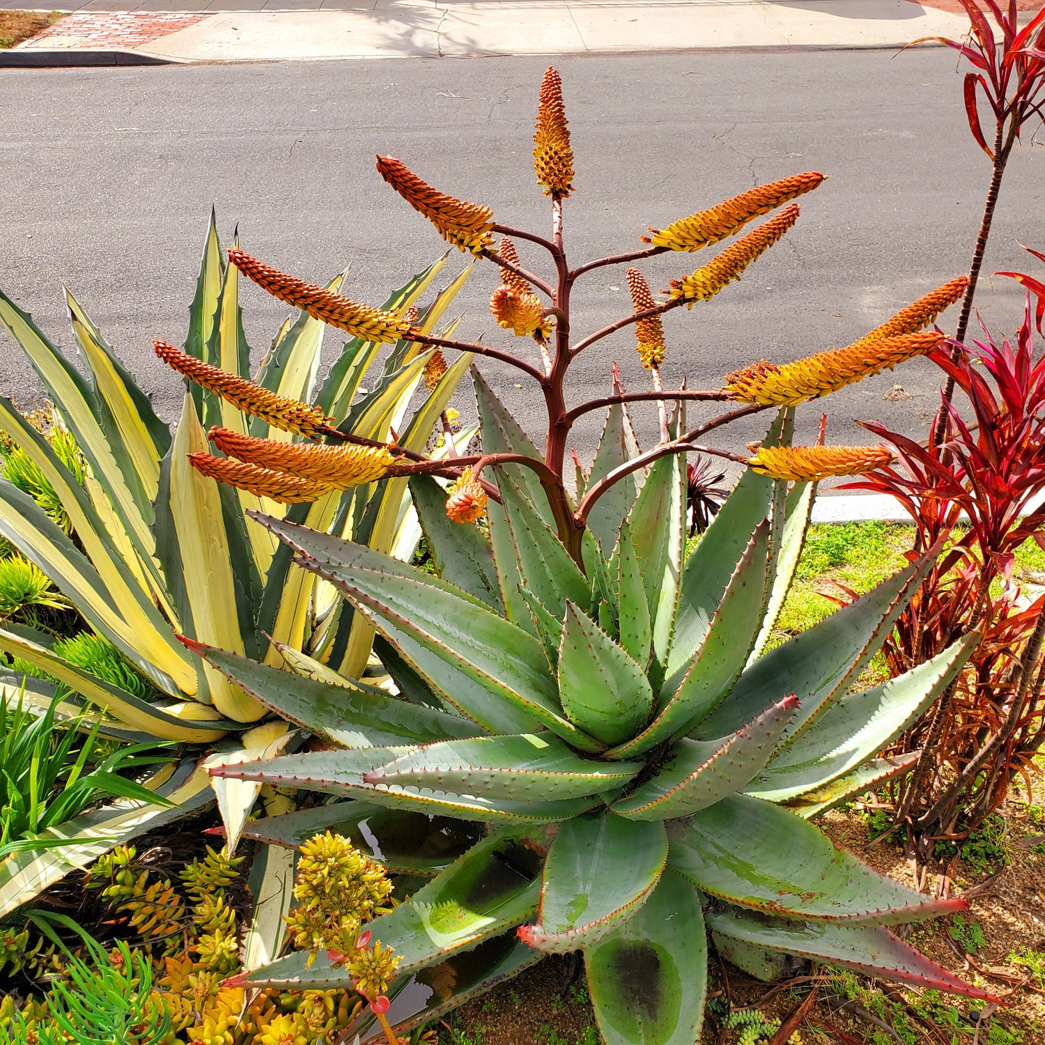 Aloe Marlothii seeds for planting mountain aloe