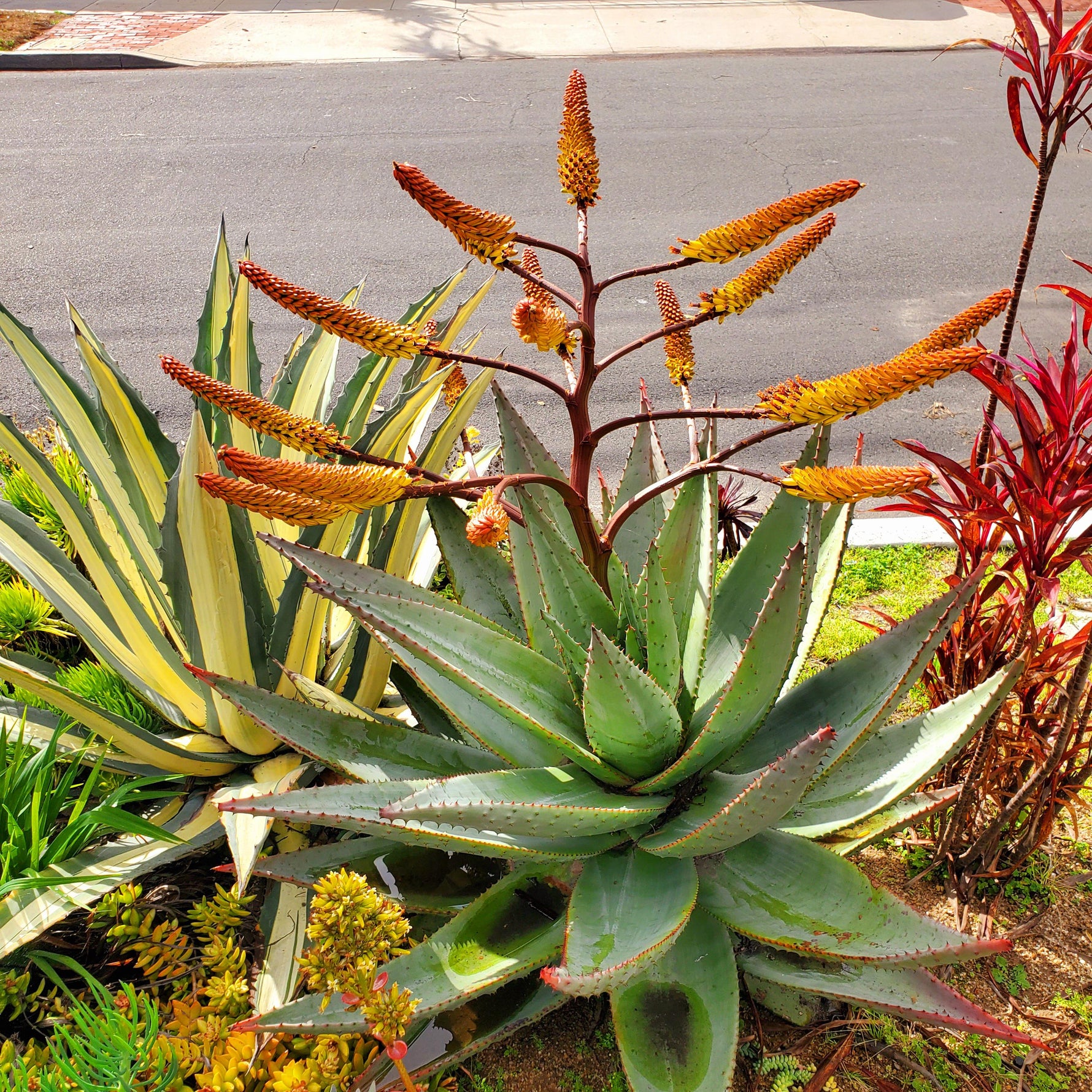 Aloe Marlothii seeds for planting mountain aloe