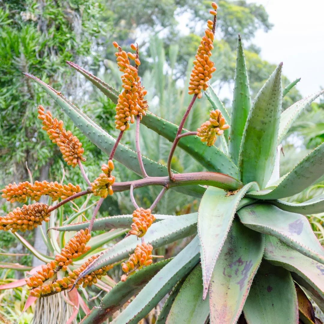 Aloe Marlothii young plant seedlings