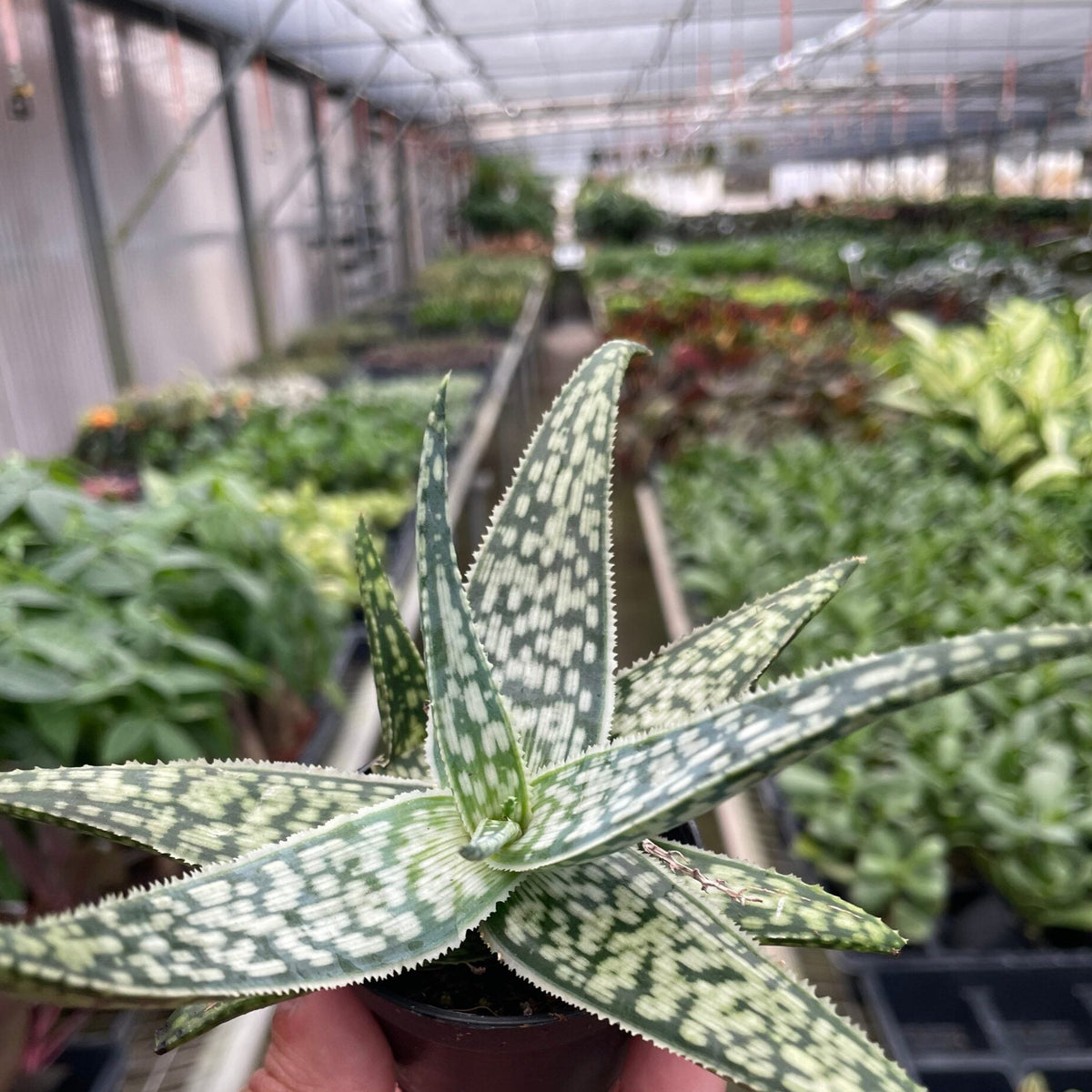 Aloe Vera succulent seedlings of the green white variety