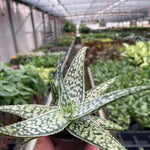 Aloe Vera succulent seedlings of the green white variety