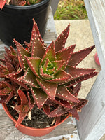 Aloe succulent seeds easy to grow drought tolerant plant
