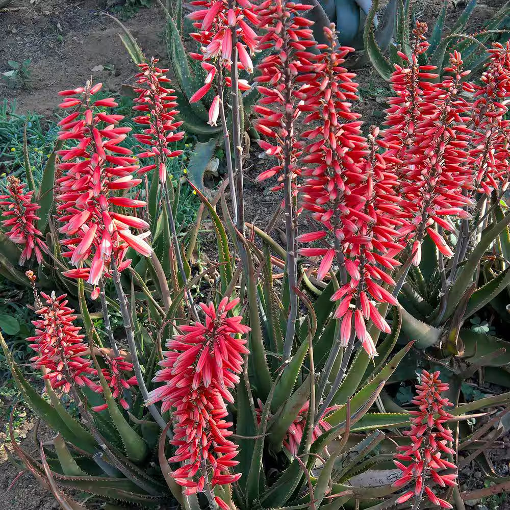 Pink flowering aloe vera seeds for home planting