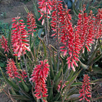 Pink flowering aloe vera seeds for home planting