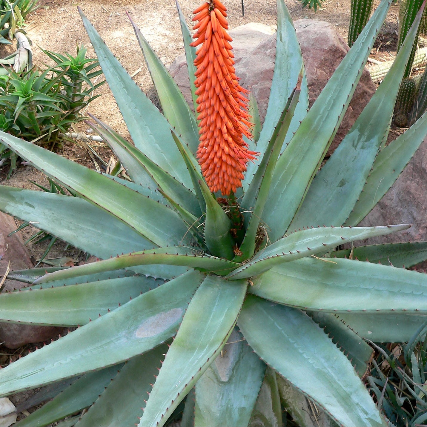 Aloe vera seeds for planting rare pink flowering succulent