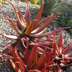 Aloe Vera seeds green red aloe for planting high germination