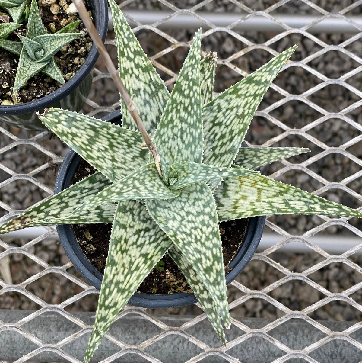 Heirloom non-GMO Aloe Vera seeds for growing succulent plants