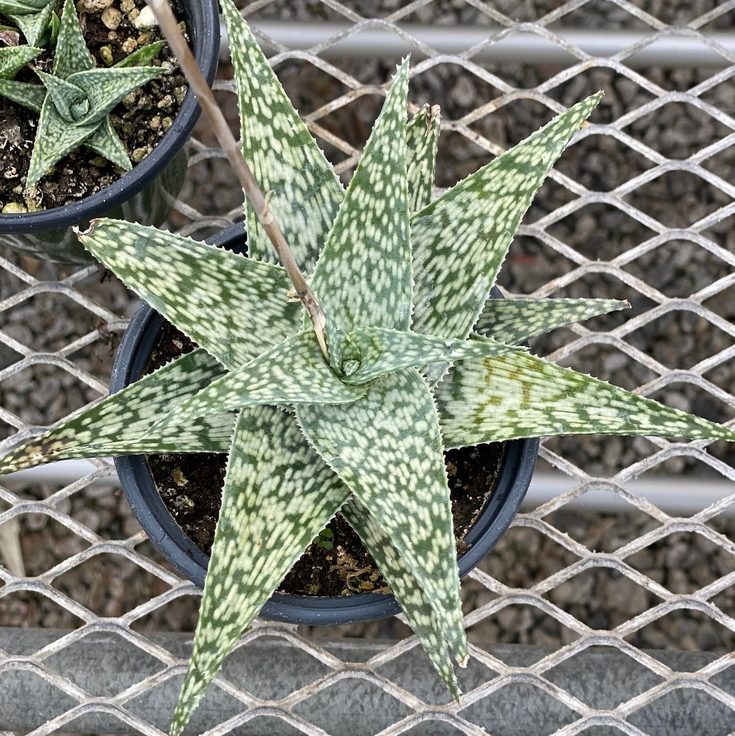 Heirloom non-GMO Aloe Vera seeds for growing succulent plants