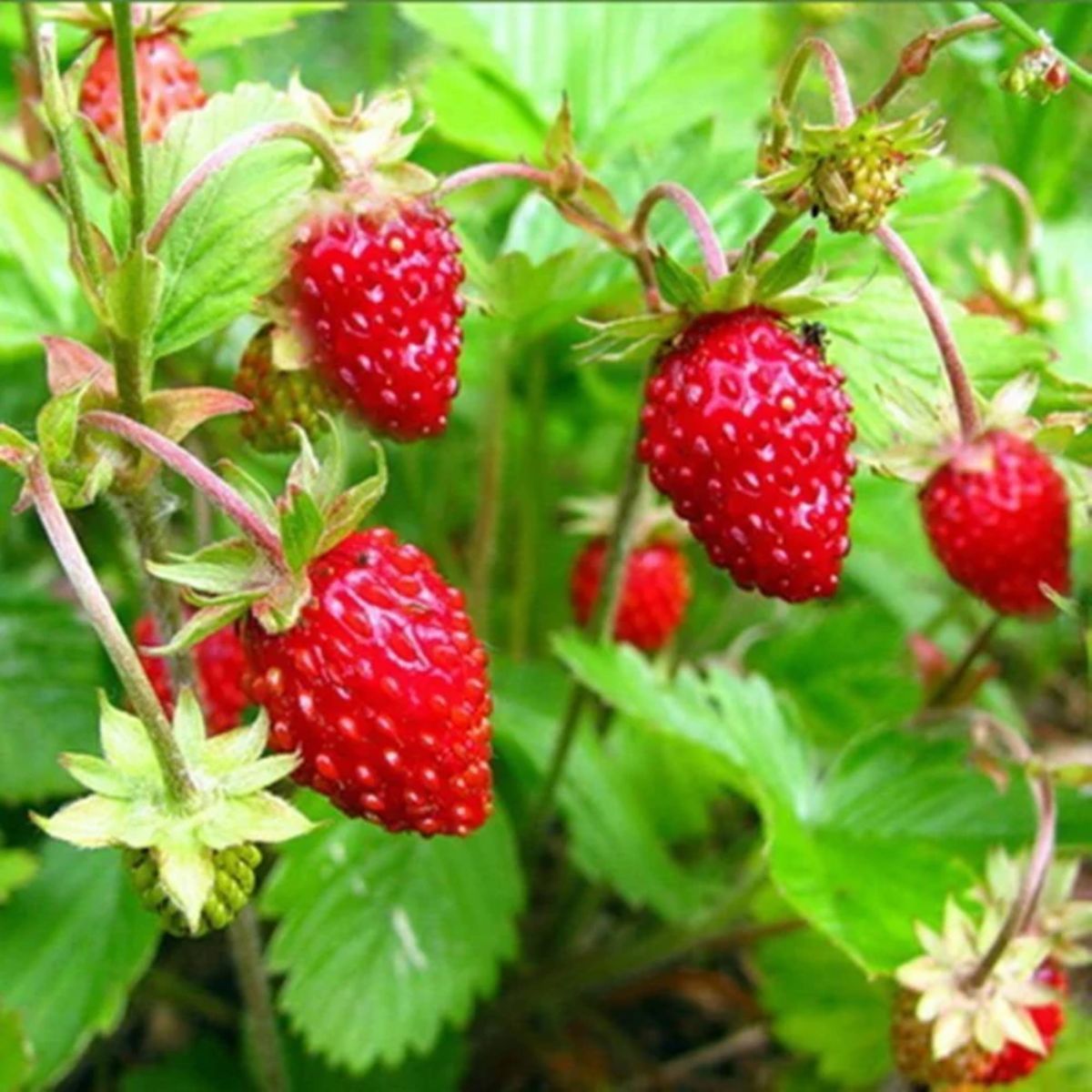 Galletta – Spring-Planted Strawberry Seeds