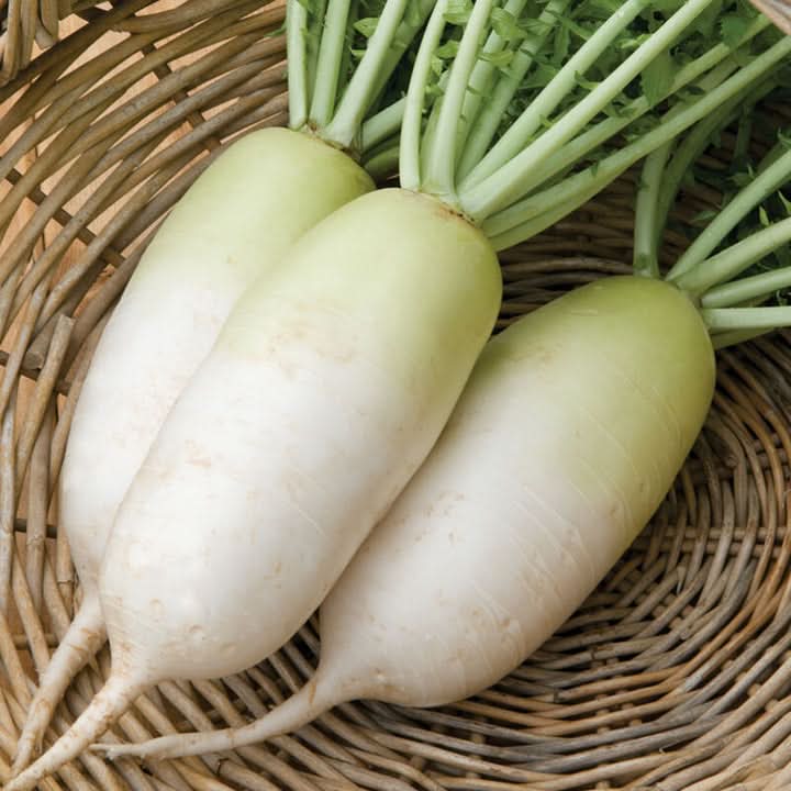 Cool season Alpine Radish Seeds for home garden