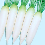 Alpine Radish Seeds for planting fast growing radish seeds