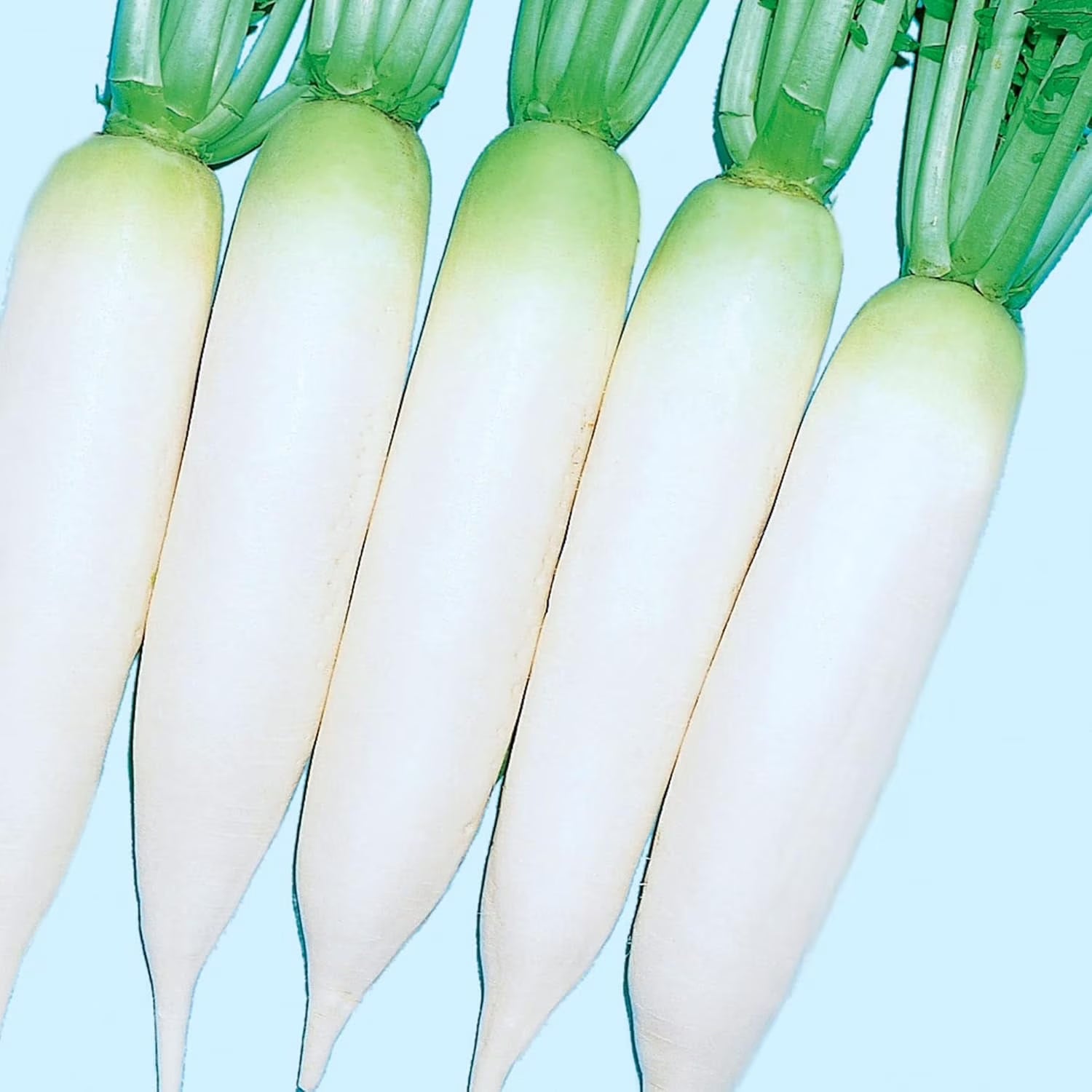 Alpine Radish Seeds for planting fast growing radish seeds