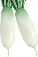 Non GMO Alpine Radish Seeds high germination